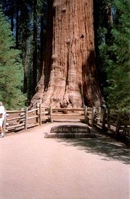 Sequoia National