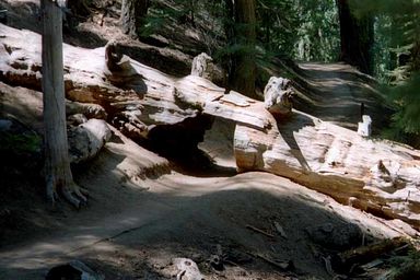 Sequoia National