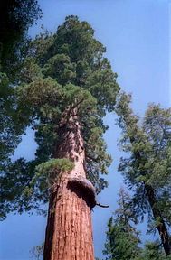 Sequoia National