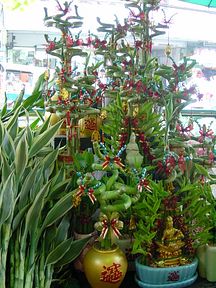 Bangkok - Flower Market