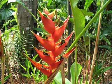 Singapore - Ginger Garden