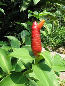 Singapore - Ginger Garden