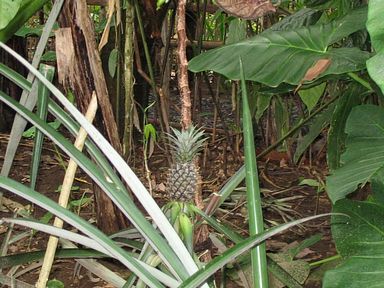 Bali - Ananas