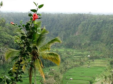 Bali - Reisterrassen