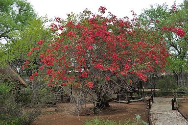 Kwa Mbili Game Lodge - Thornybush Reservat (Greater Kruger)