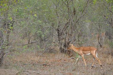 Thornybush Reservat (Greater Kruger Nationalpark)