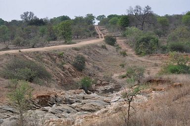 Thornybush Reservat (Greater Kruger Nationalpark)