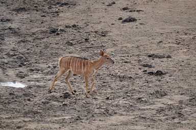 Thornybush Reservat (Greater Kruger Nationalpark)