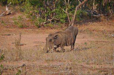 Thornybush Reservat (Greater Kruger Nationalpark)