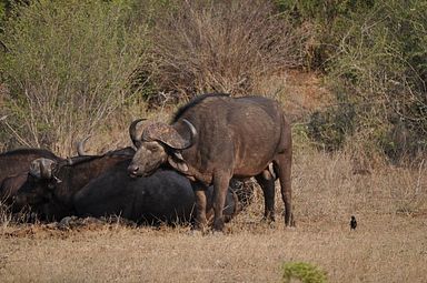 Thornybush Reservat (Greater Kruger Nationalpark)