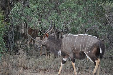 Thornybush Reservat (Greater Kruger Nationalpark)