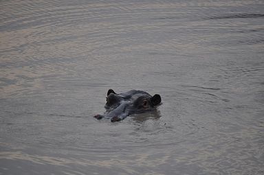 Thornybush Reservat (Greater Kruger Nationalpark)