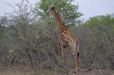 Thornybush Reservat (Greater Kruger Nationalpark)