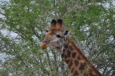 Thornybush Reservat (Greater Kruger Nationalpark)