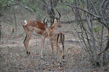 Thornybush Reservat (Greater Kruger Nationalpark)