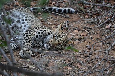 Thornybush Reservat (Greater Kruger Nationalpark)