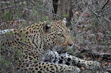 Thornybush Reservat (Greater Kruger Nationalpark)