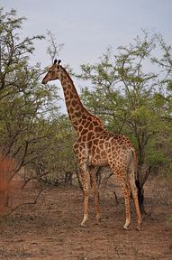 Thornybush Reservat (Greater Kruger Nationalpark)