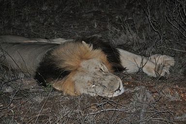 Thornybush Reservat (Greater Kruger Nationalpark)