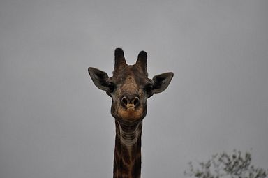 Thornybush Reservat (Greater Kruger Nationalpark)