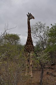 Thornybush Reservat (Greater Kruger Nationalpark)