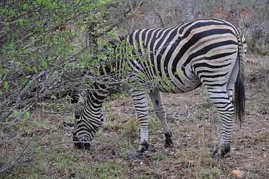 Thornybush Reservat (Greater Kruger Nationalpark)