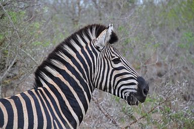 Thornybush Reservat (Greater Kruger Nationalpark)