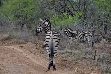 Thornybush Reservat (Greater Kruger Nationalpark)