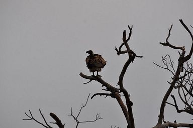 Thornybush Reservat (Greater Kruger Nationalpark)