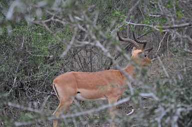 Thornybush Reservat (Greater Kruger Nationalpark)