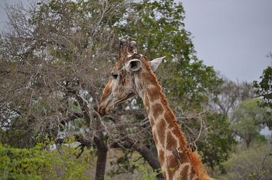 Thornybush Reservat (Greater Kruger Nationalpark)