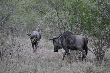 Thornybush Reservat (Greater Kruger Nationalpark)