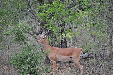 Thornybush Reservat (Greater Kruger Nationalpark)