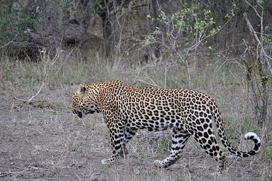 Thornybush Reservat (Greater Kruger Nationalpark)