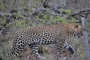 Thornybush Reservat (Greater Kruger Nationalpark)