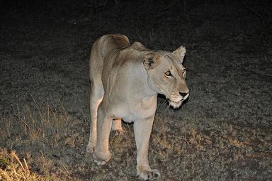 Thornybush Reservat (Greater Kruger Nationalpark)