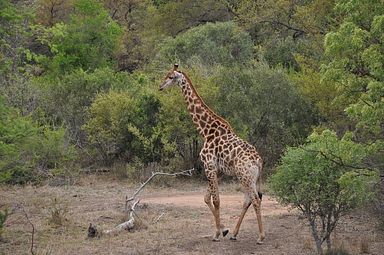 Thornybush Reservat (Greater Kruger Nationalpark)