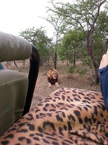 Thornybush Reservat (Greater Kruger Nationalpark)