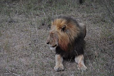 Thornybush Reservat (Greater Kruger Nationalpark)