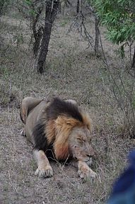 Thornybush Reservat (Greater Kruger Nationalpark)