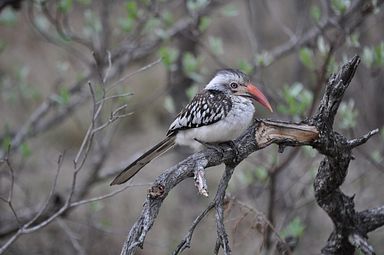 Thornybush Reservat (Greater Kruger Nationalpark)