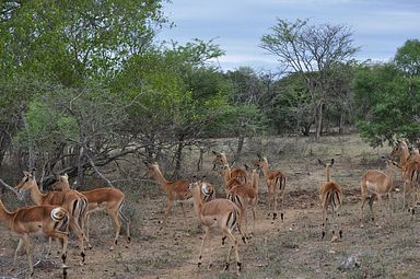 Thornybush Reservat (Greater Kruger Nationalpark)