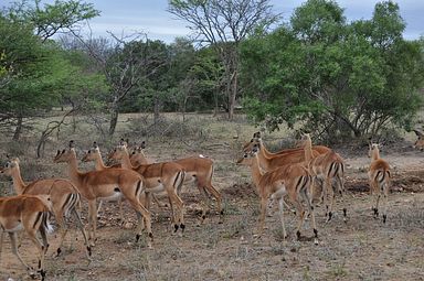 Thornybush Reservat (Greater Kruger Nationalpark)