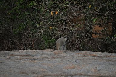 Gecko Lodge - Hazyview