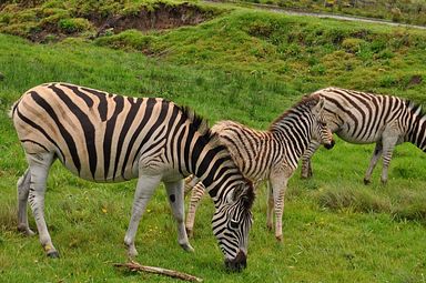 Knysna Elephant Park