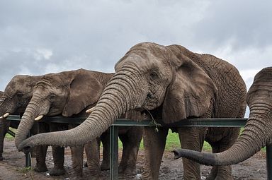 Knysna Elephant Park