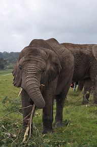 Knysna Elephant Park