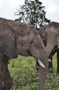 Knysna Elephant Park