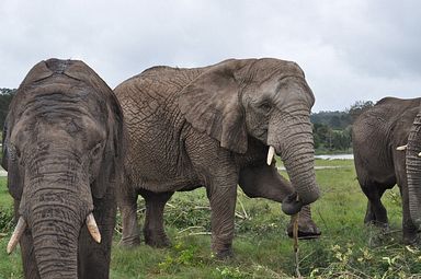 Knysna Elephant Park