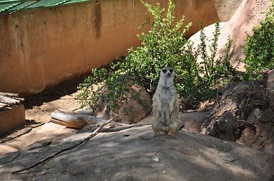 Cango Wildlife Ranch - Oudtshoorn